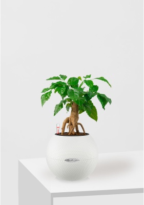 Радермахера бонсай 12/30 см в PURO 20