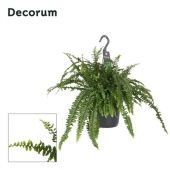 Нефролепис Грин Леди d17 см h25 см Нефролепис Грин Леди d17 см h25 см