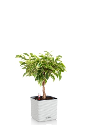 Фикус Бенджамина Лаки переплетенный 12/40 см в CUBE COLOR 16