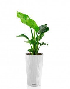 Стрелиция Николай CILINDRO 23/110 см Белый Стрелиция Николай CILINDRO 23/110 см Белый