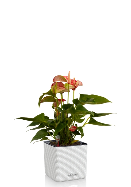 Антуриум Ливиум 14/40 см в CUBE Color 16 Антуриум Ливиум 14/40 см в CUBE Color 16