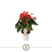 Антуриум Андрианум Чемпион красный d12 см h40 см