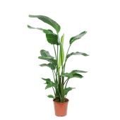 Стрелиция Николай 3 ствола d24 см h120 см Стрелиция Николай 3 ствола d24 см h120 см