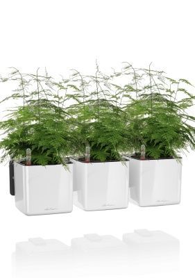 Аспарагус в ЗЕЛЕНАЯ СТЕНА Home Kit Glossy 15, белый блестящий