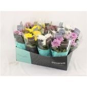 Хризантема Зембла d13 см h35 см тип 1