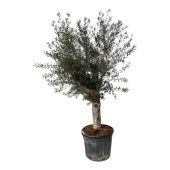 Олива европейская d55 см h200-225 см Олива европейская d55 см h200-225 см