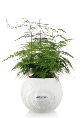 Аспарагус в PURO 20, белый 