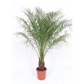 Финик Робелини d21 см h110 см