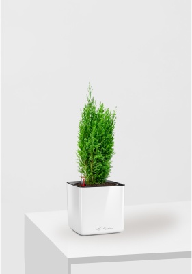 Кипарисовик микс 9 см в CUBE GLOSSY 14