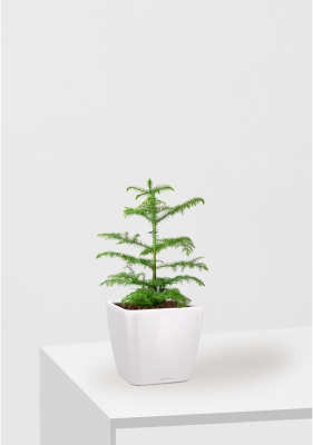 Араукария Араукана 19/25 см в QUADRO LS 28, белый блестящий