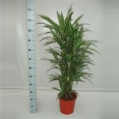 Драцена Варнески бранч разветвленная d24 см h110 см
