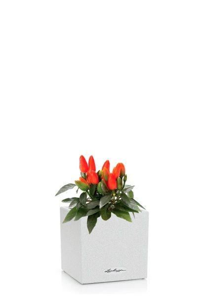 Капсикум микс 10/25 в CANTO STONE 14 Капсикум микс 10/25 в CANTO STONE 14