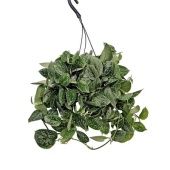 Сциндапсус Сильвер Энн d19 см h50 см