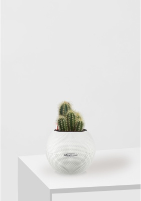 Кактус микс 8 см в PURO 20 Кактус микс 8 см в PURO 20