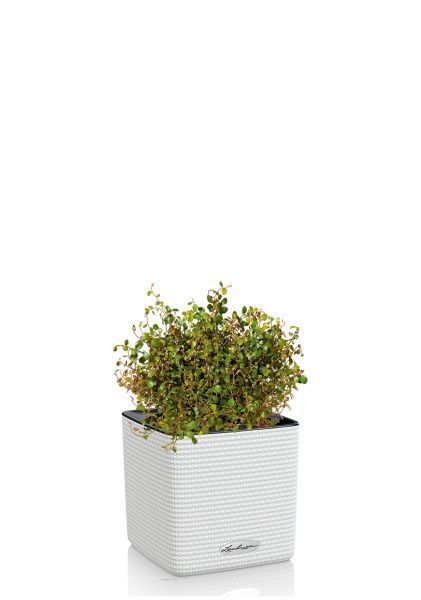 Мюленбекия 12/20 см в CUBE COLOR 14