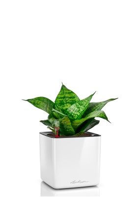 Сансевиерия Ханни 12/25 в CUBE GLOSSY 14, белый блестящий Сансевиерия Ханни 12/25 в CUBE GLOSSY 14, белый блестящий