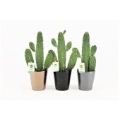 Опунция Rubescens Consolea d13 см h35 см тип 3