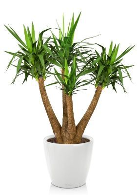 Юкка Элефантис в CLASSICO LS 50, белый блестящий