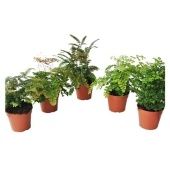 Адиантум микс 14/40 см Адиантум микс 14/40 см