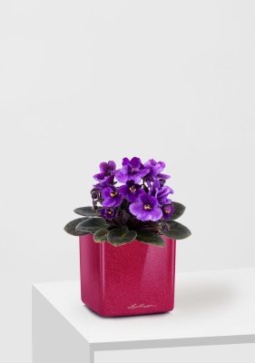 Фиалка микс 12/25 см в CUBE GLOSSY KISS 14 Фиалка микс 12/25 см в CUBE GLOSSY KISS 14