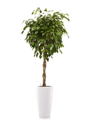 Фикус Экзотика переплетенный 30/150 см в RONDO 40 Фикус Экзотика переплетенный 30/150 см в RONDO 40