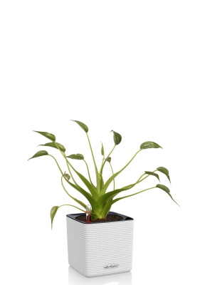 Алоказия Тину Дансер 12 см в CUBE Color 14