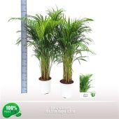 Хризалидокарпус Арека d21 см h125 см Хризалидокарпус Арека d21 см h125 см