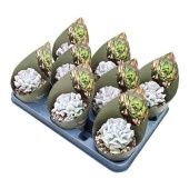 Эхеверия Cubic Frost Potcover d10.5 см h12.5 см