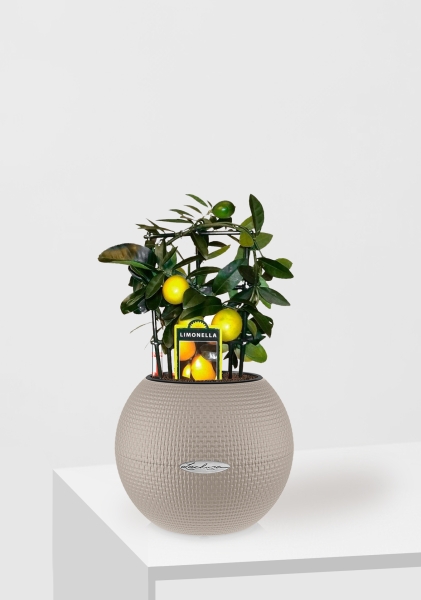 Цитрус Лимон на решетке 12/30 см в PURO 20 Цитрус Лимон на решетке 12/30 см в PURO 20