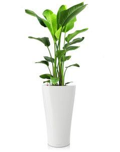 Стрелиция Николай в DELTA 30 Стрелиция Николай в DELTA 30