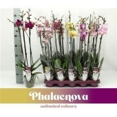 Фаленопсис 3 ствола Taiwan Mix 18+ (phalaenova) d12 см h65 см тип 1