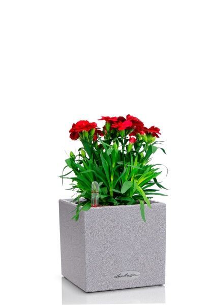 Гвоздика Оскар 12/25 см в CANTO STONE 14