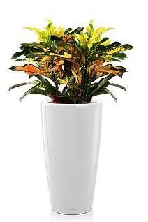 Кротон Вилма RONDO 32/110 см, белый блестящий