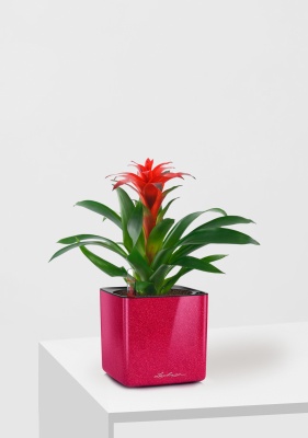 Гузмания Калипсо красная 12/40 см в CUBE GLOSSY KISS 14, вишнево-розовый блестящий