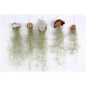 Тилландсия Mix