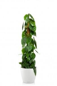Филодендрон CLASSICO 35/160 см, белый