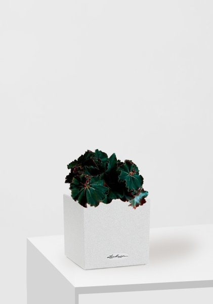 Бегония Рекс Дарк Мамба 12/25 см в CANTO STONE 14