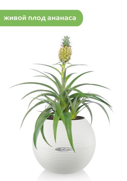 Ананас подарочный в PURO 20