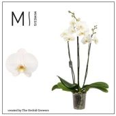 Фаленопсис 3 ствола White Bigflower 20+ d12 см h60 см