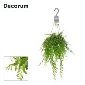 Эсхинантус Яфролепис ампельный d17 см h40 см