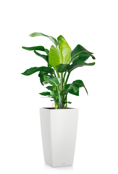 Стрелиция Николай 27/140 см в CUBICO COLOR 40