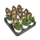 Крассула денежное дерево Bride's Bouquet d6.5 см h8 см Крассула денежное дерево Bride's Bouquet d6.5 см h8 см