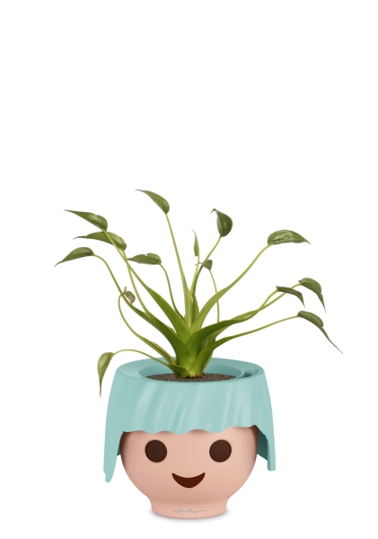 Алоказия Тину Дансер 12 см в OJO