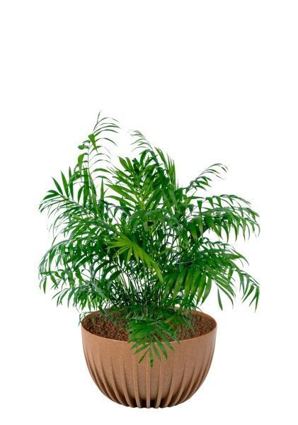 Хамедорея Элеганс 20/100 см в миске LAMELA MIRA ECO RECYCLED 240