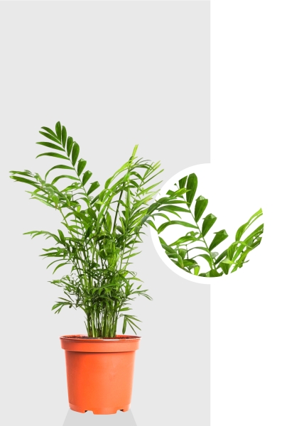 Хамедорея Элеганс 12/45 см