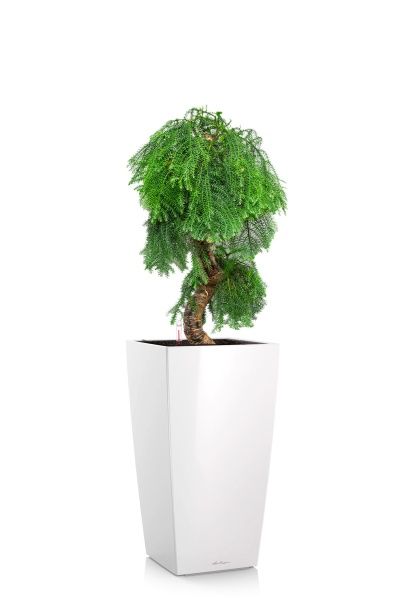 Араукария бонсай 40/110 см в CUBICO 40