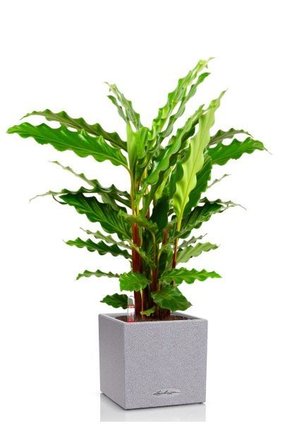 Калатея Руфибарба 12/50 см в CANTO STONE 14