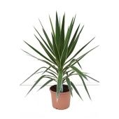 Юкка Puck Head d26 см 90 см Юкка Puck Head d26 см 90 см