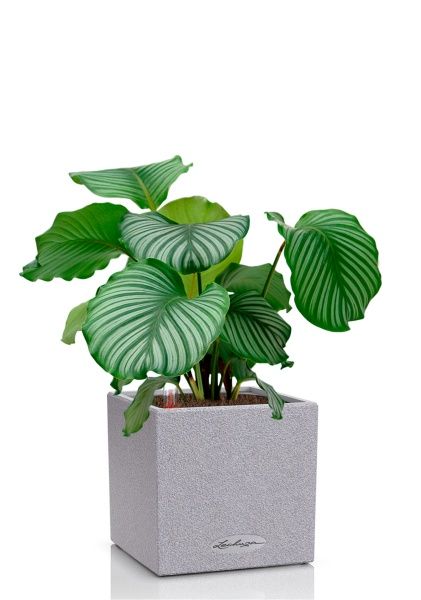 Калатея Орбифолия 12/40 см в CANTO STONE 14