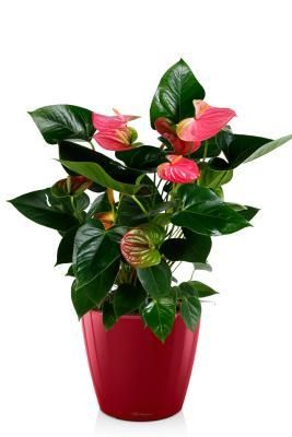 Антуриум розовый в CLASSICO LS 21, Ярко-красный блестящий Антуриум розовый в CLASSICO LS 21, Ярко-красный блестящий